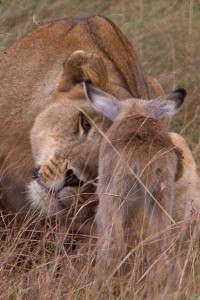 Miracolo nella savana, leonessa risparmia la vita a un cucciolo di impala e cerca persino di adottarlo